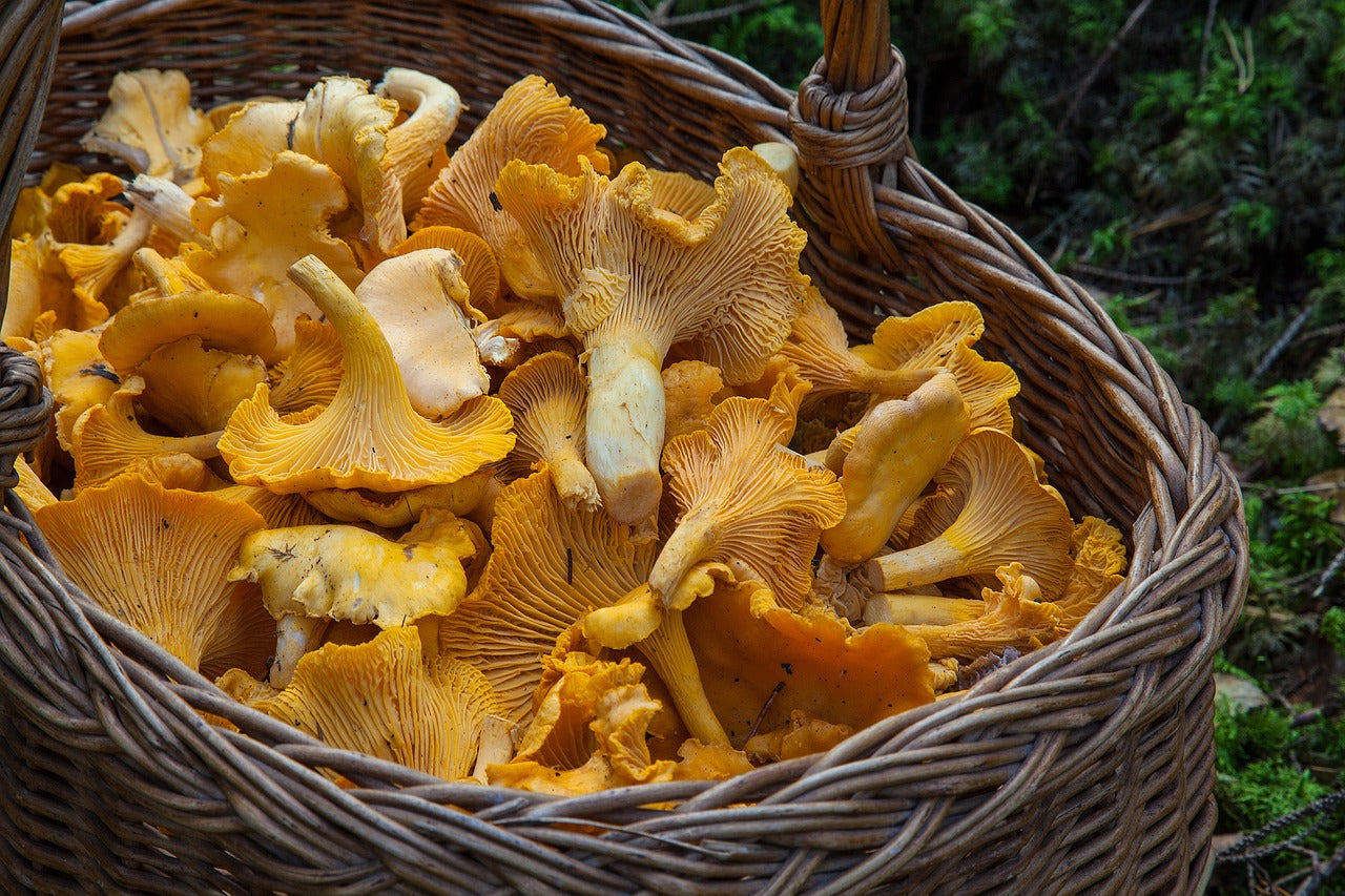 Chanterelle Mushroom Butter